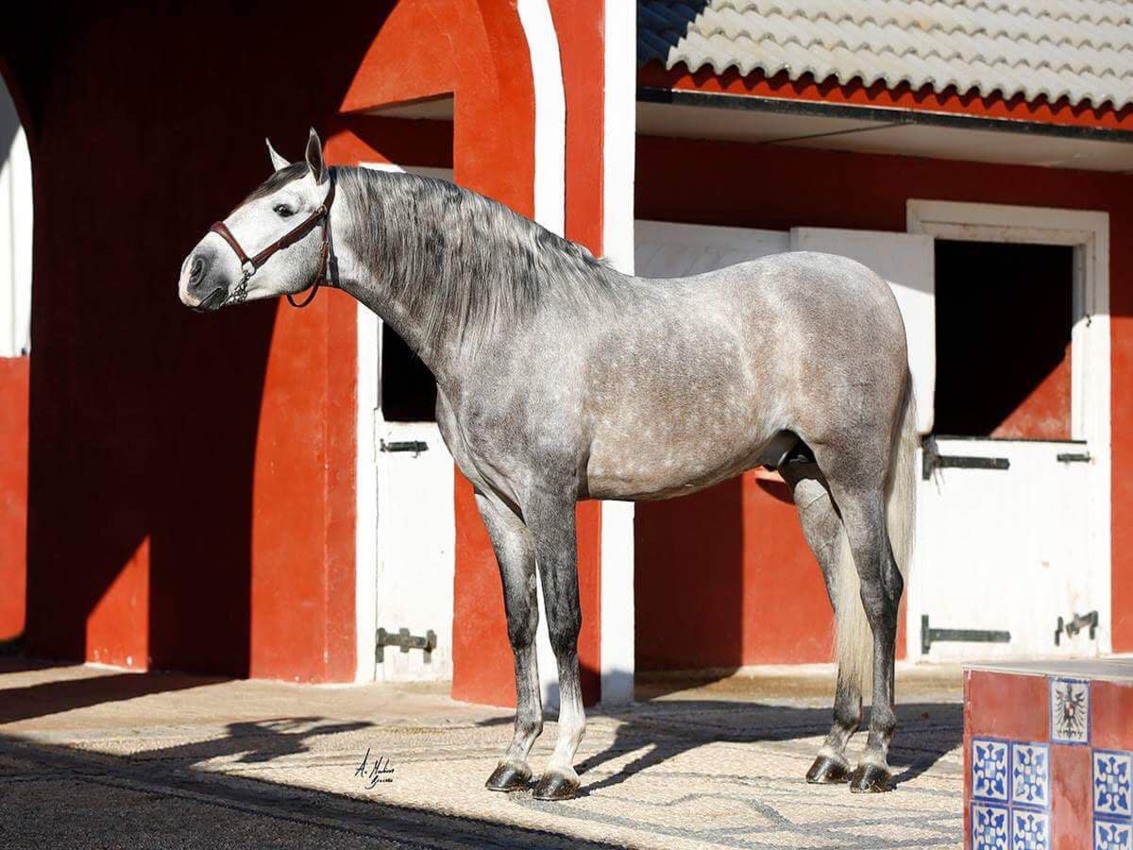 Caballo 8 Yeguada (Cría de caballos de pura raza española en Linares)
