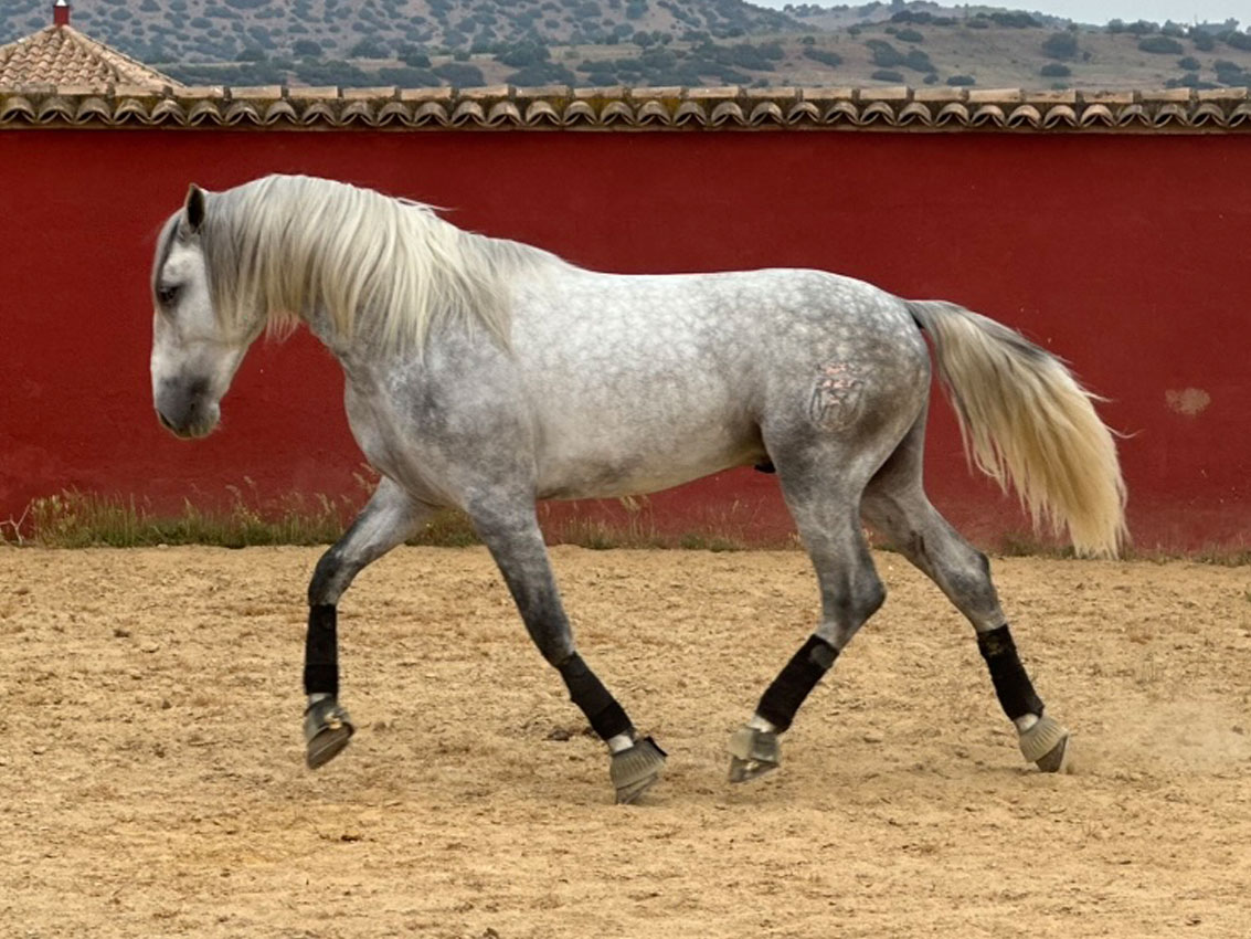 caballo descartes de marchena