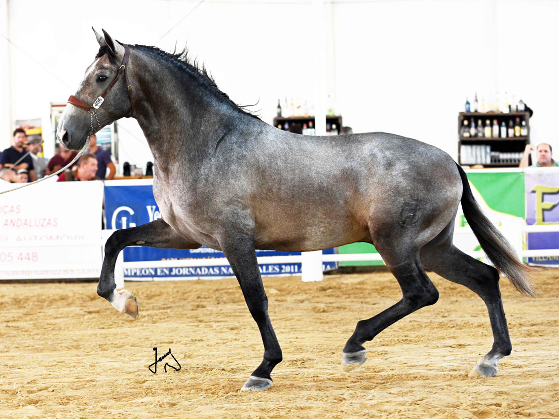 caballo Eragon de Marchena