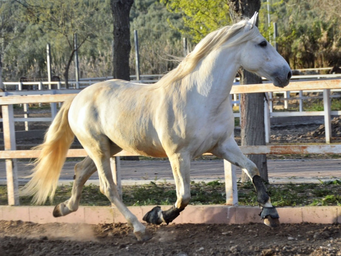 caballo gallardo xlvii