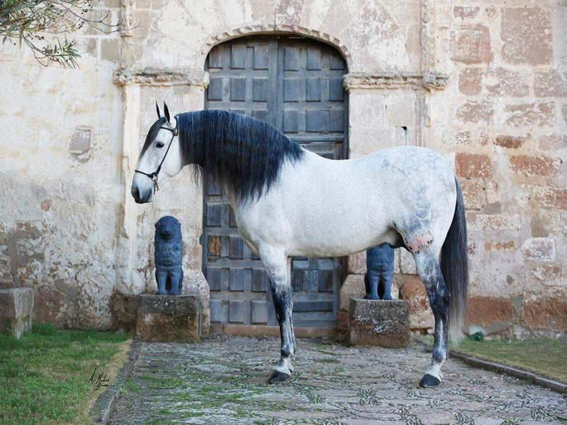 caballo Lorito III