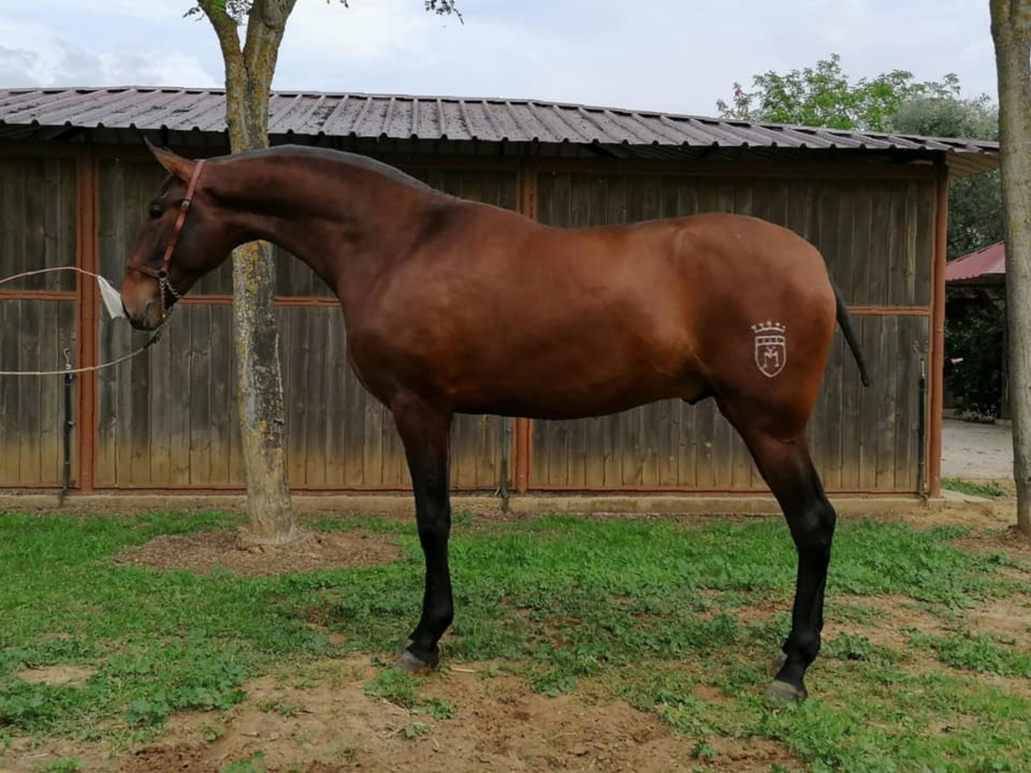 caballo Pabilo de Marchena